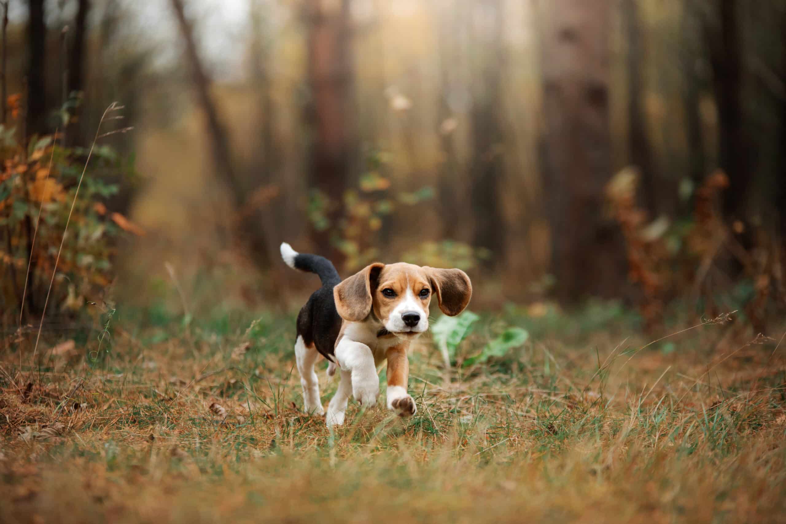 hond beagle