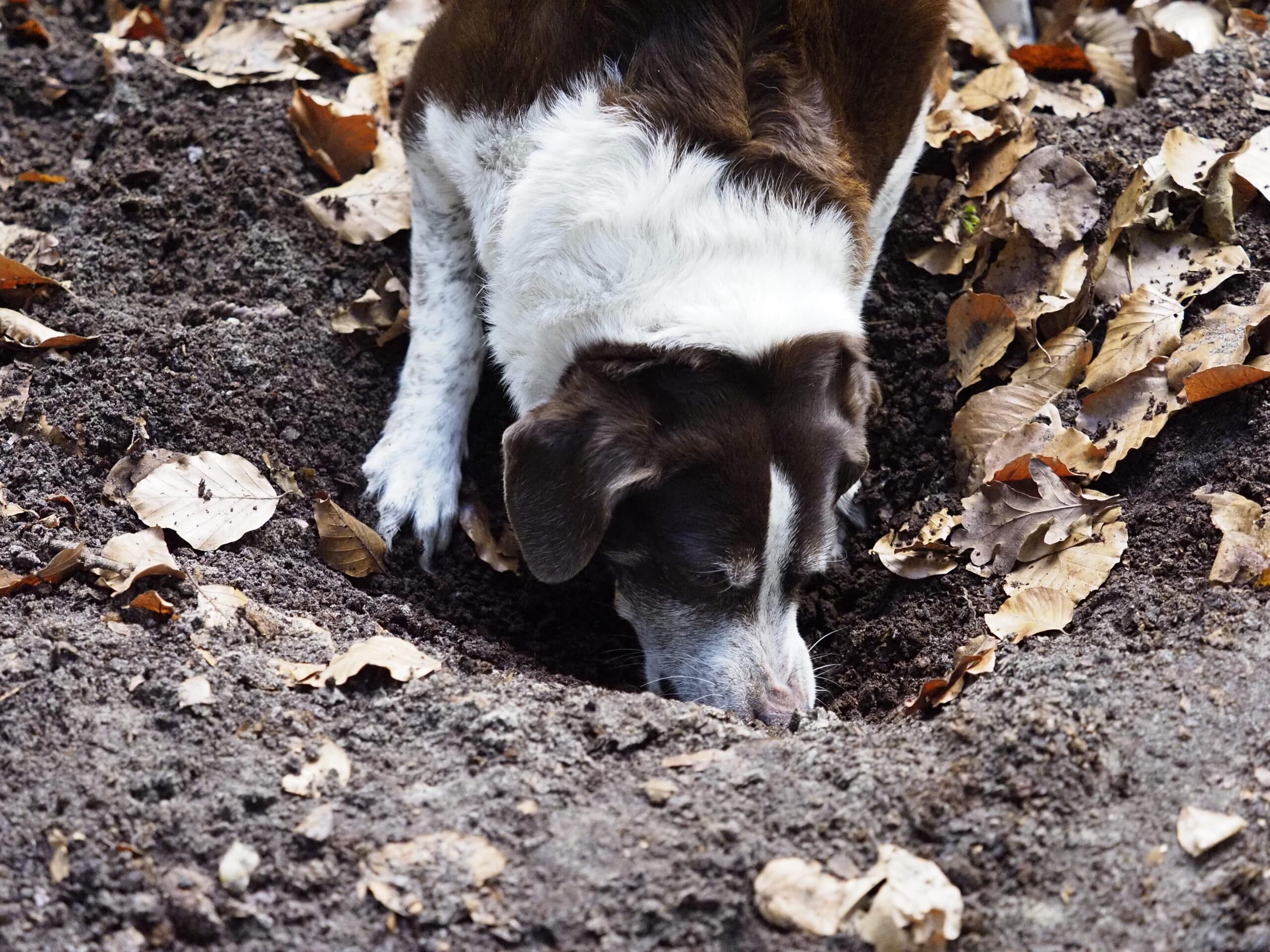 hond graven