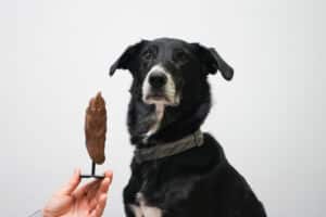 Bodycasting: ‘Een tastbare herinnering aan je hond’