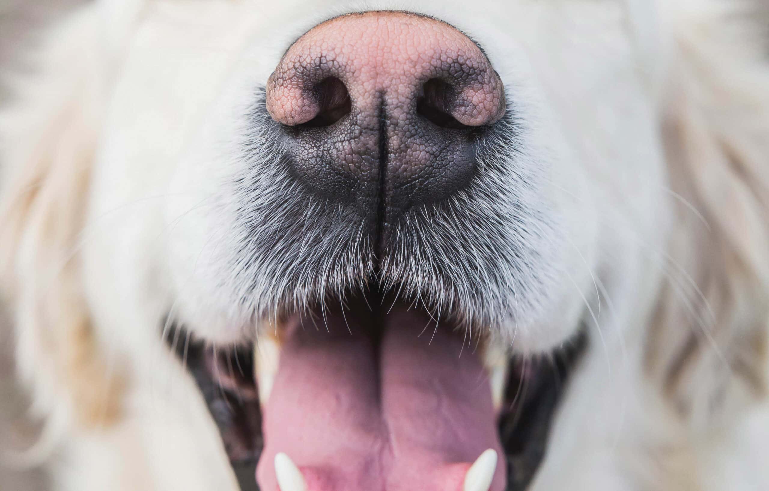 Waarom verandert de kleur van je hond z’n neus?