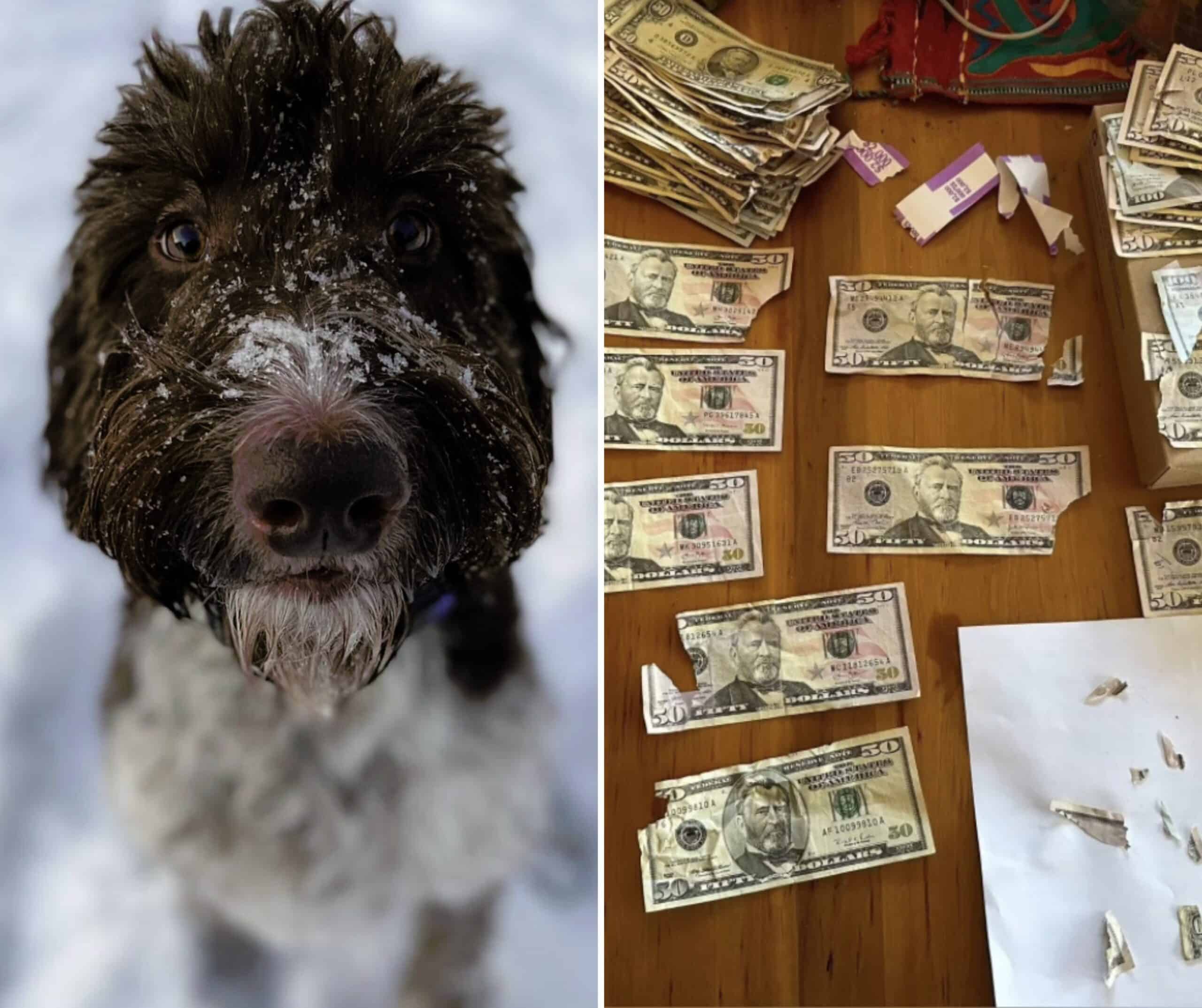 Hond eet 4.000 dollar op, baasjes gaan op zoek naar verscheurde geldbriefjes in uitwerpselen