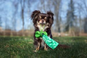 Verplichte DNA-test voor honden in strijd tegen hondenpoep