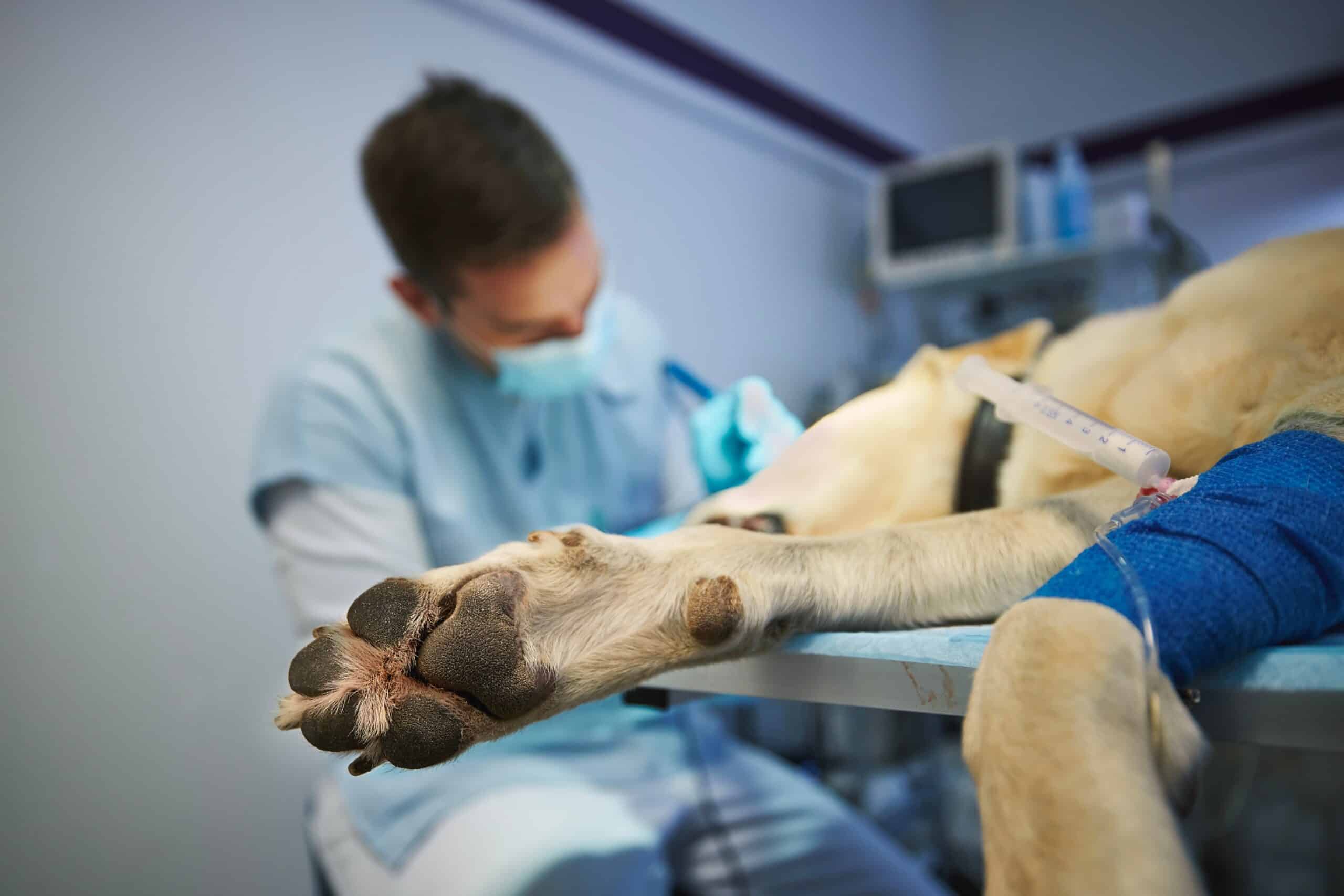 Wat als je hond een operatie moet ondergaan?