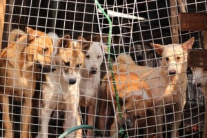 Slachten van honden en verkoop van hondenvlees vanaf 2027 verboden in Zuid-Korea