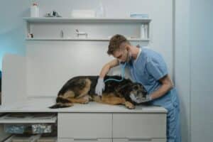 ADVERTORIAL – Hondenverzekering: wat is er wel (en niet) gedekt?