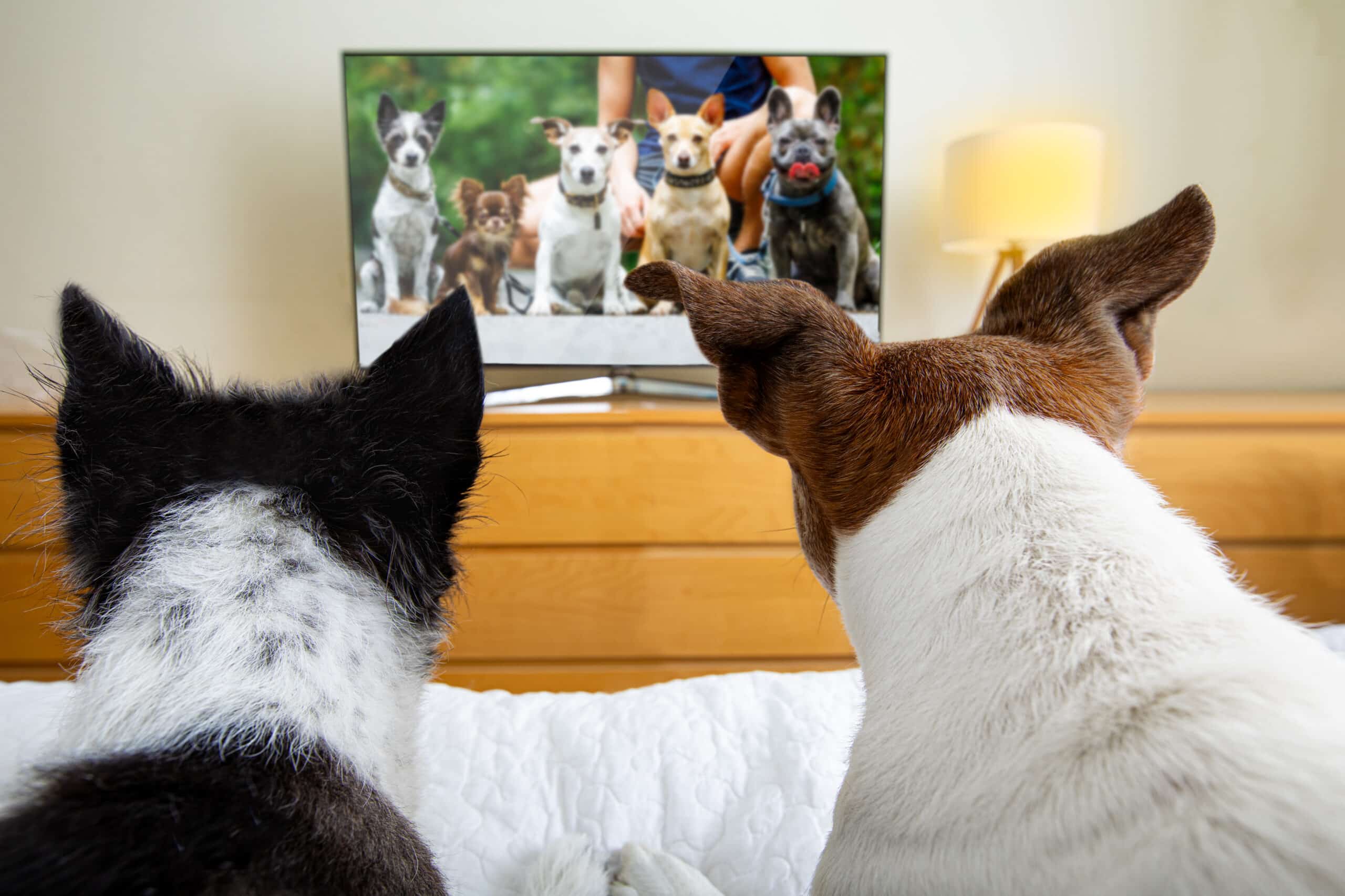 Onderzoek naar wat honden het liefst zien op tv kan dierenartsen helpen hun gezichtsvermogen te beoordelen