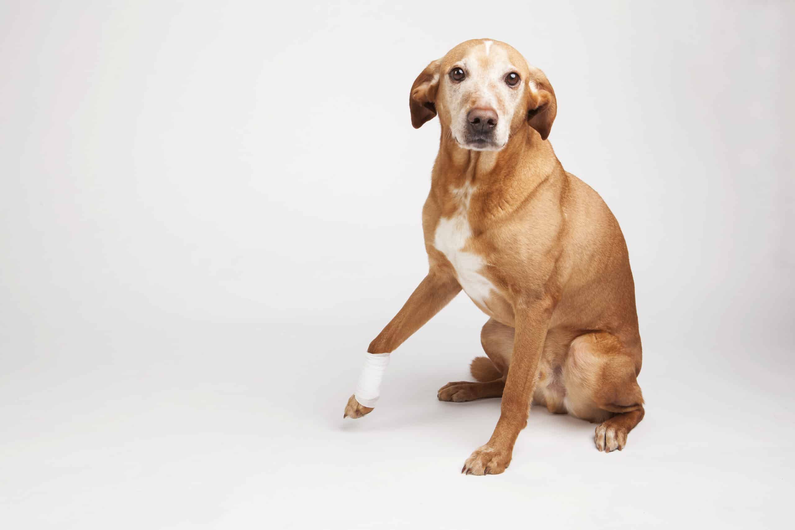 Artrose bij honden kan op eender welke leeftijd optreden