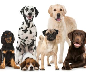 Groot onderzoek onthult welke hondenrassen het langst leven