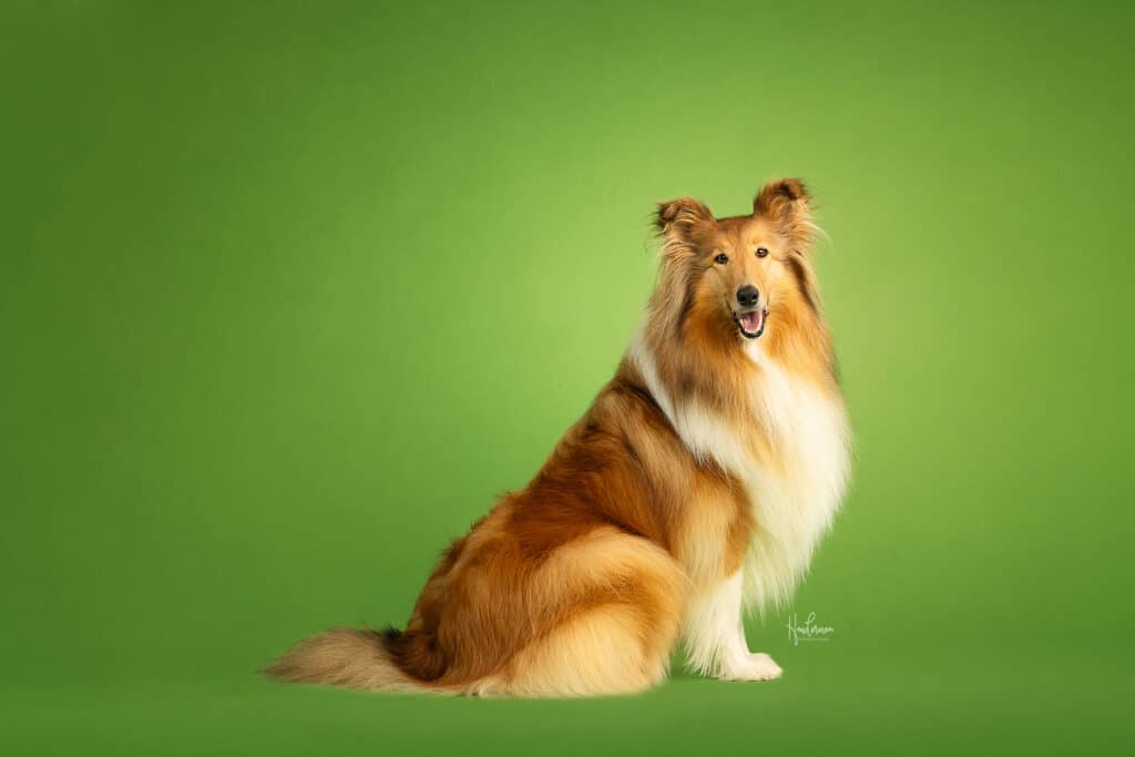 Gezocht: Collie