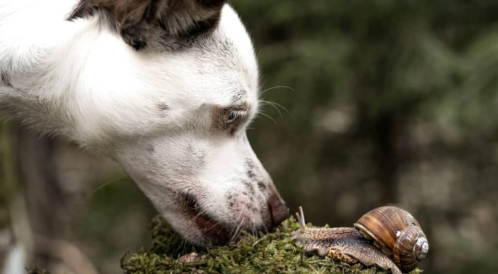 SOS slakkenplaag: Deze slijmerige beestjes kunnen je hond besmetten met de longworm!