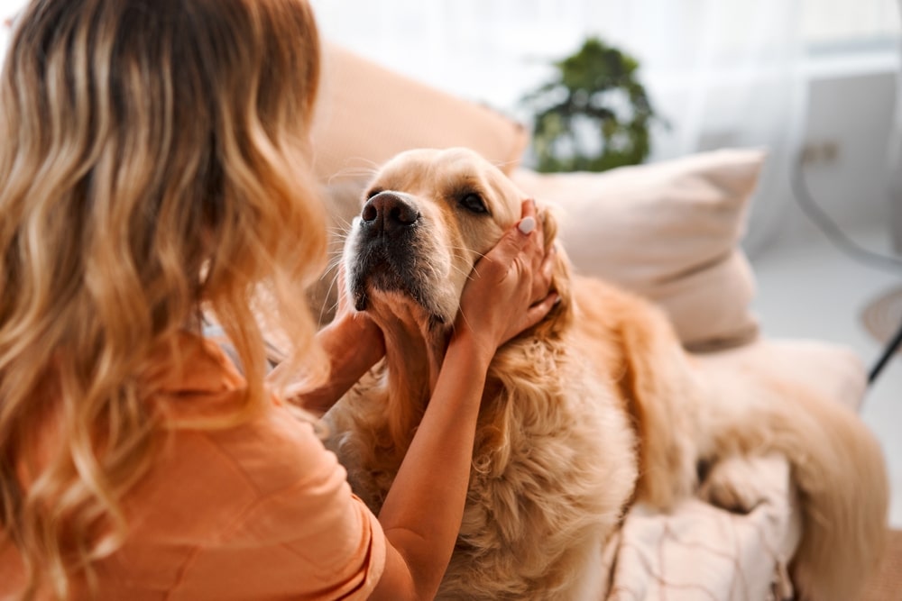 “Hondenfluisteren” met AI: Een menselijk spraakmodel om hondengeblaf te ontrafelen?