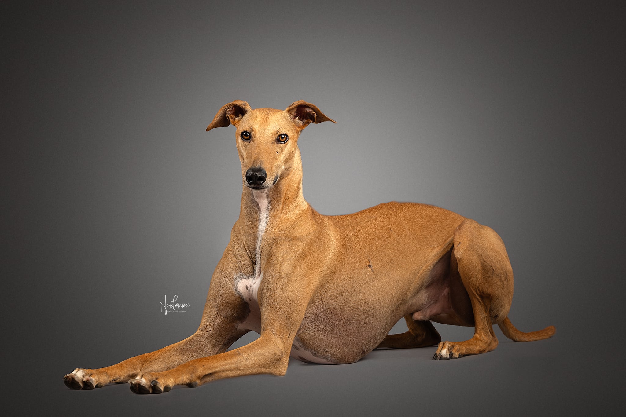 galgo