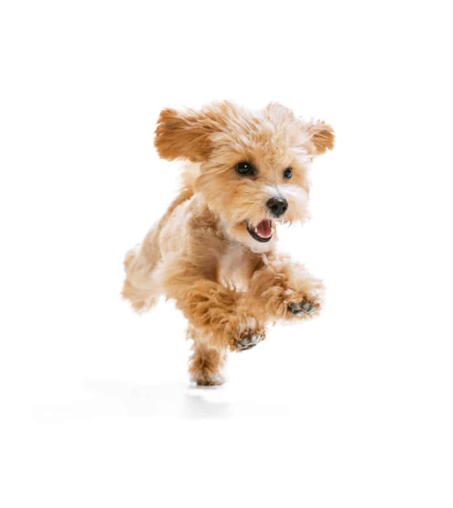 Bijna de helft  hondenbezitters  ervaart “puppyblues”