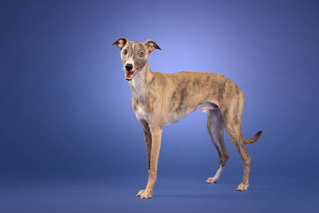 Whippet