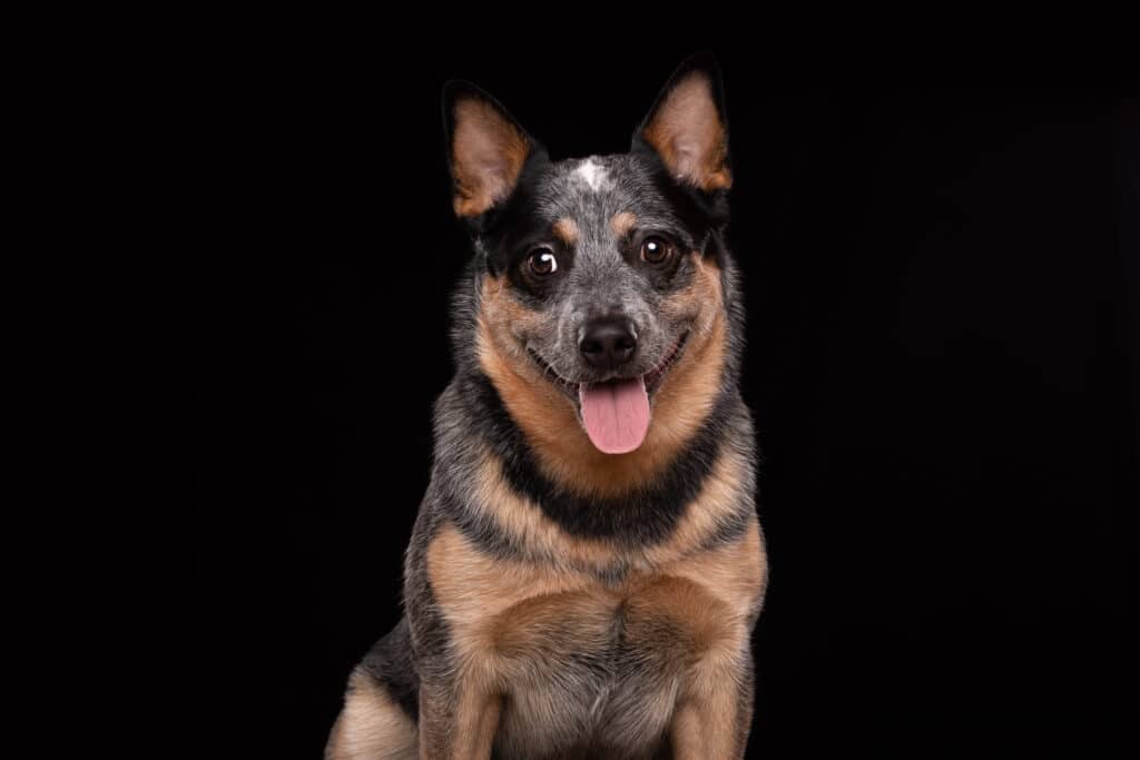 Australian cattle dog