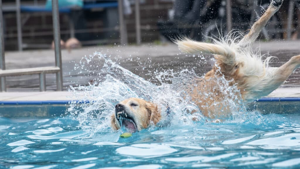 Doggy Splash Day: Hondenplons voor het goede doel