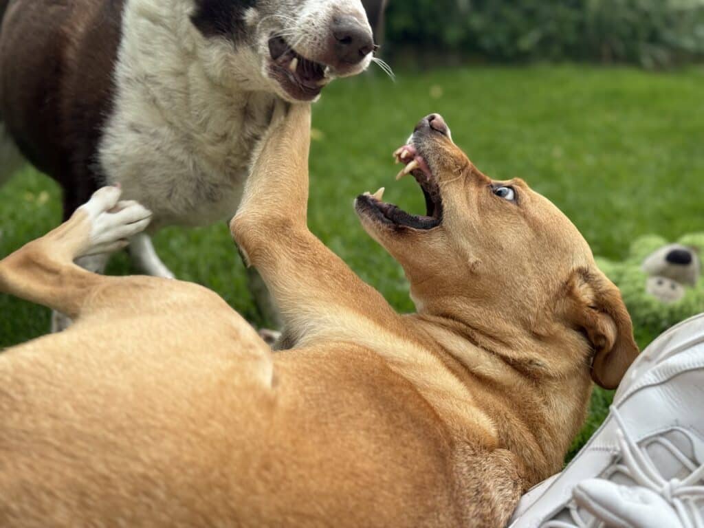 Wat als je eigen honden ruzie maken?