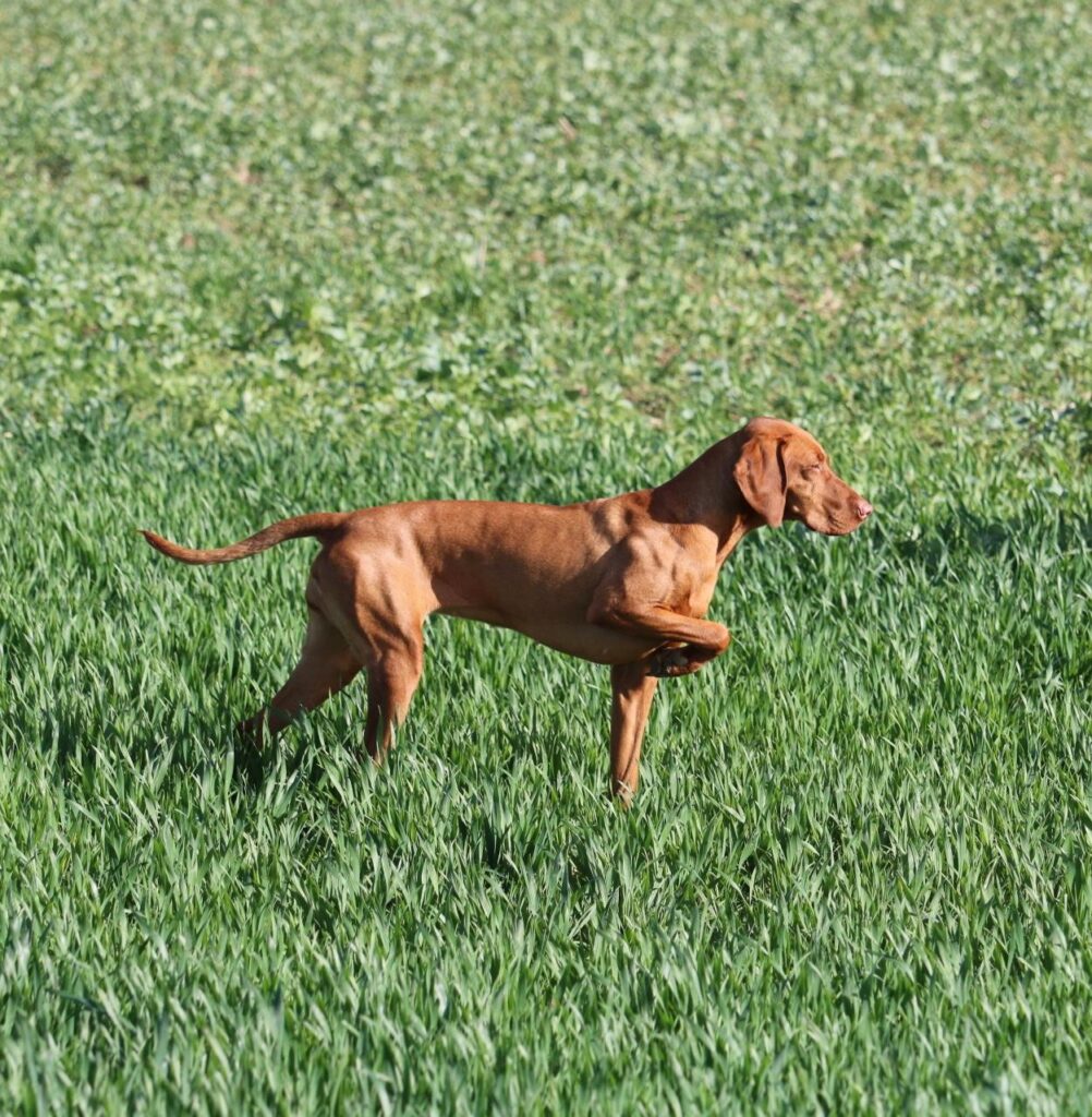 Viva la Vizsla: Hét vizsla-event van het jaar