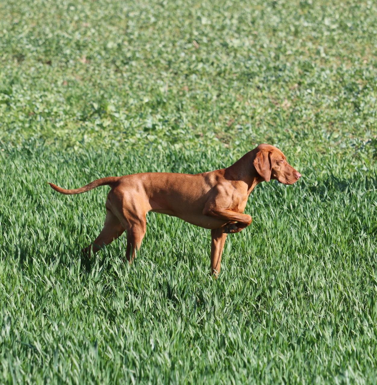 Viva la vizsla