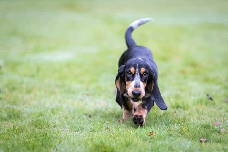 basset bleu de Gascogne