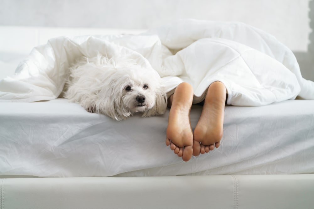 Vrouwen slapen beter naast hond dan naast partner