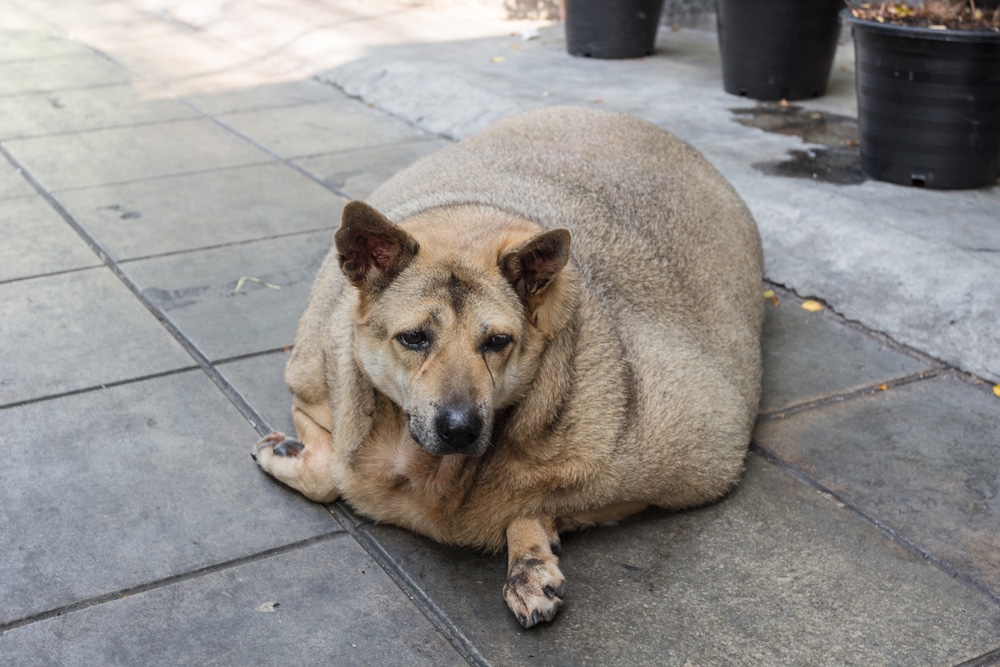 Hond met ernstig overgewicht? Eigenaar riskeert bestraffing