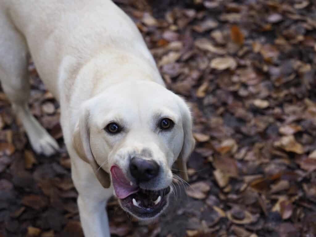 Hond geobsedeerd door eten