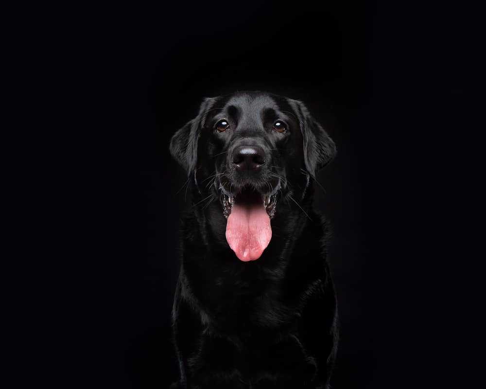 black dog day