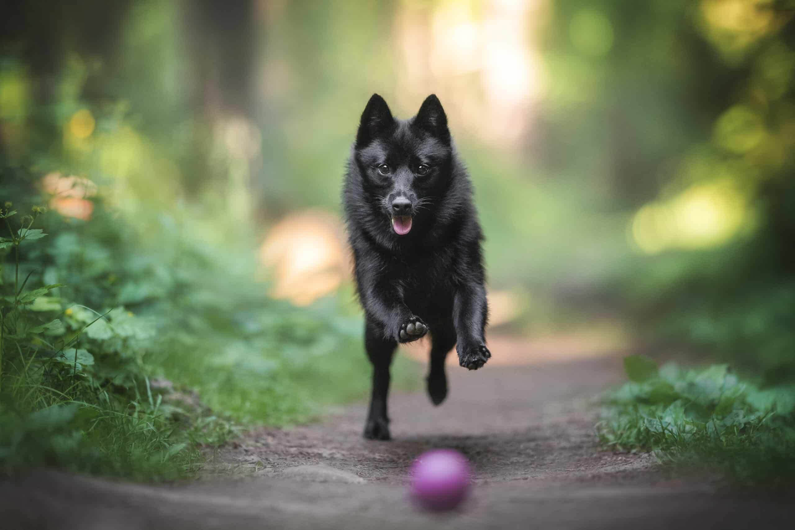 Schipperke