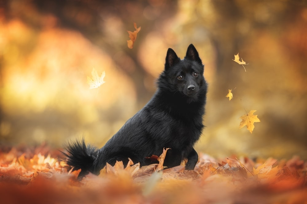 Black Dog Day: Maak kennis met deze 4 black beauties