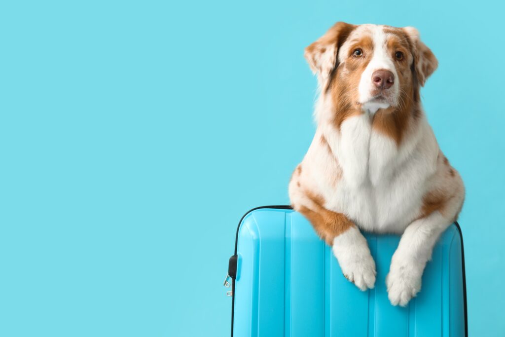 Vakantie zonder hond? Zo vind je een goede hondenoppas!