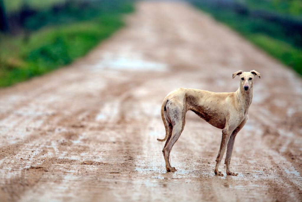 Overlevingsinstinct honden