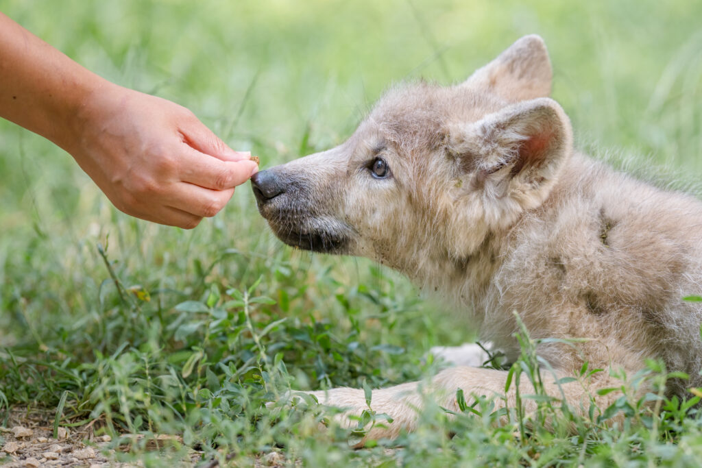 Wolven en honden: nauwe verwanten, maar werelden apart