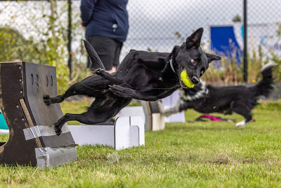 Europees flyballkampioenschap komt naar België