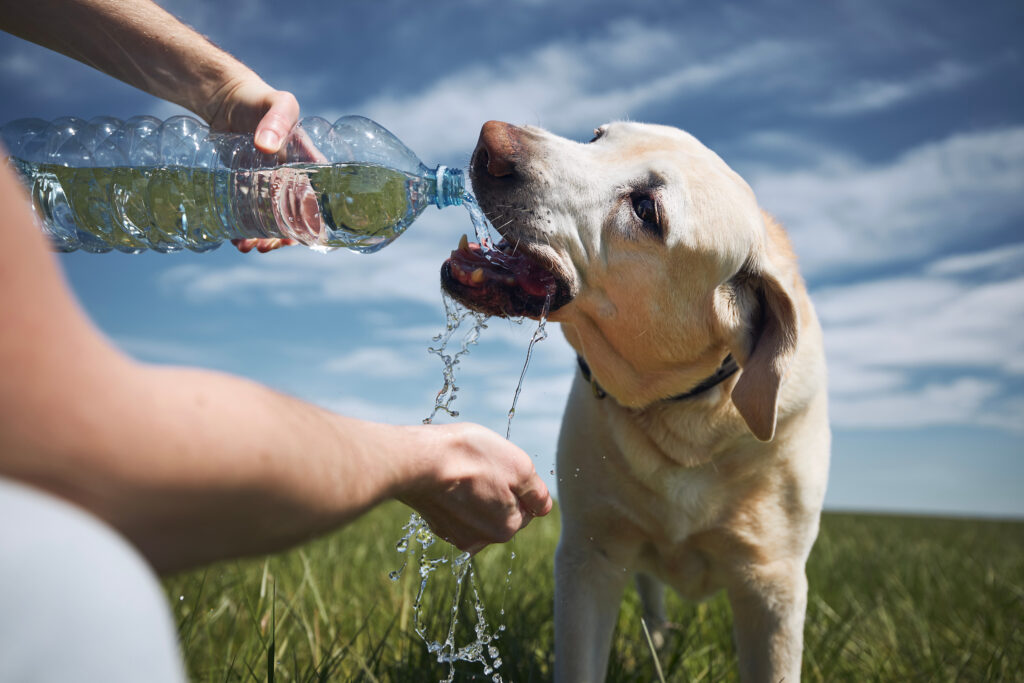 “Sommige honden die worden binnengebracht met oververhittingssymptomen overleven het niet”