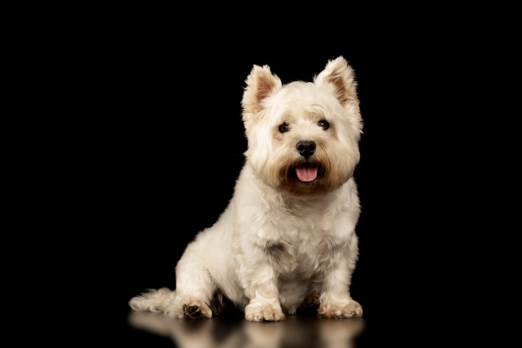 westie