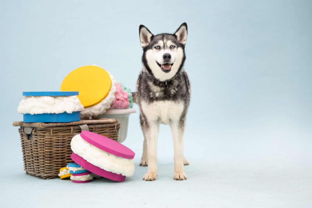 Husky Wolf zit al meer dan 5 jaar in het dierenasiel