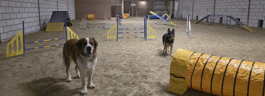 Privéspeelhal geopend in  Herk-de-Stad: “Honden kunnen hier in vrijheid spelen, alleen  of met hun vriendjes”