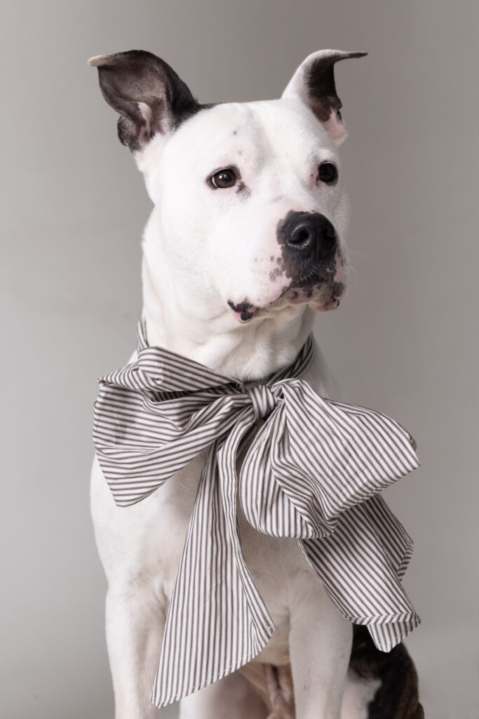 Project A.DOPT en Dogs of Antwerpen organiseren creatieve kerstmarkt voor het goede doel