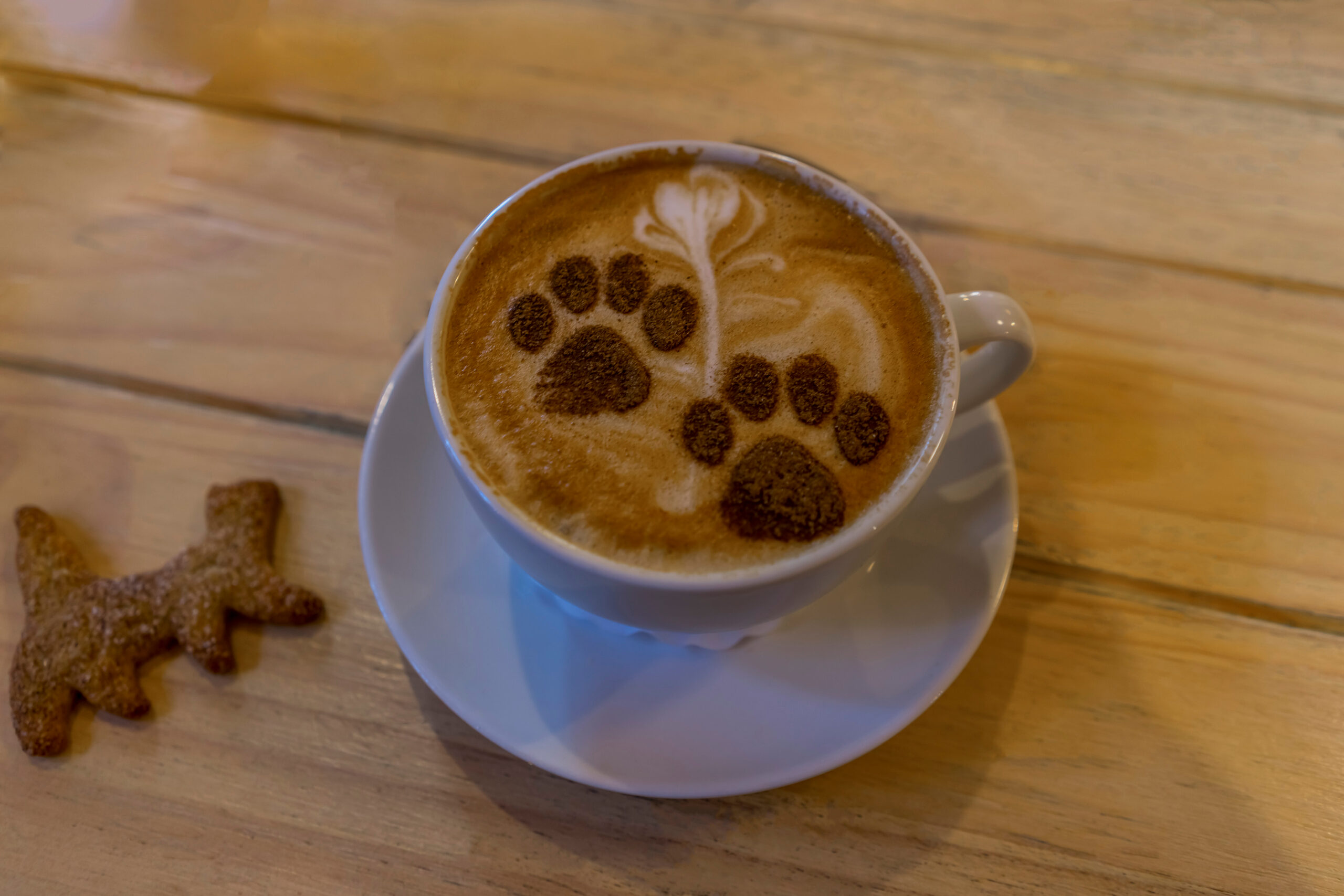 kattencafé