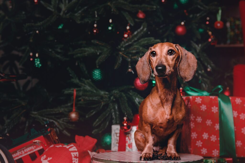 Stressvrije feestdagen voor je hond? Deze podcastaflevering geeft tips