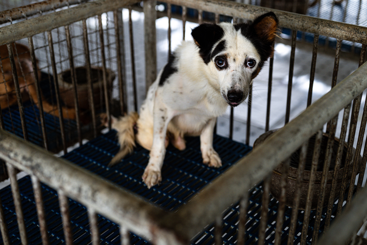 Noodrem tegen dierenverwaarlozing: Vlaanderen voert tijdelijk houdverbod in