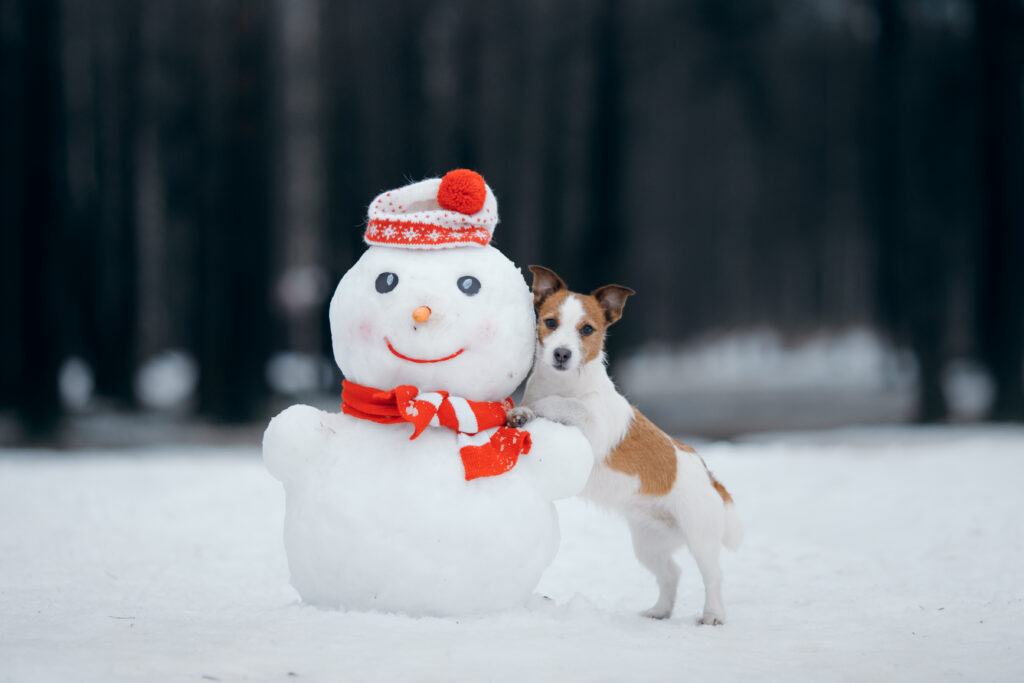 Een winterfoto van je hond in WOEF?