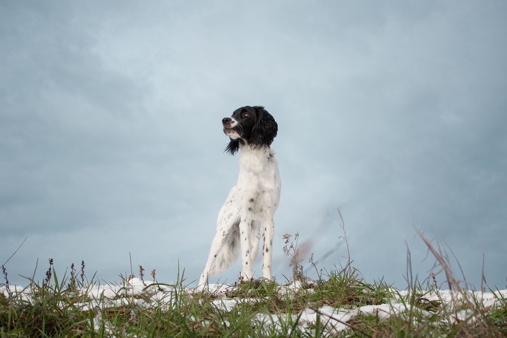 Gezocht: Engelse springerspaniëls