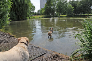 Blauwalgen in populaire zwemvijver: “Laat je hond er zeker niet in zwemmen”