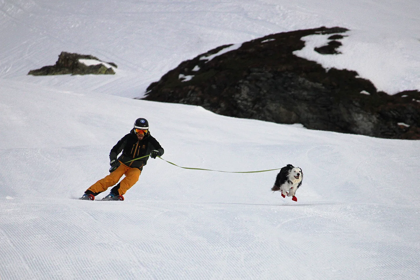 Bijzondere reisverhalen met honden in de hoofdrol: Skiën met een border collie