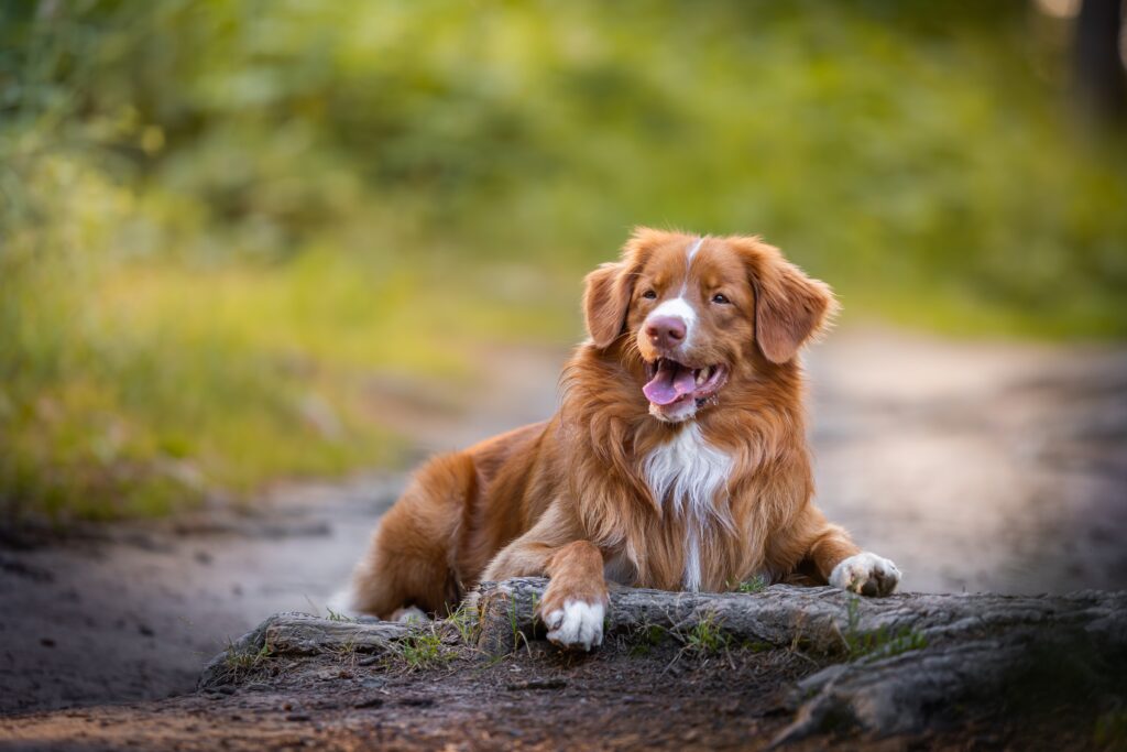 Gezocht: Nova Scotia duck tolling retrievers