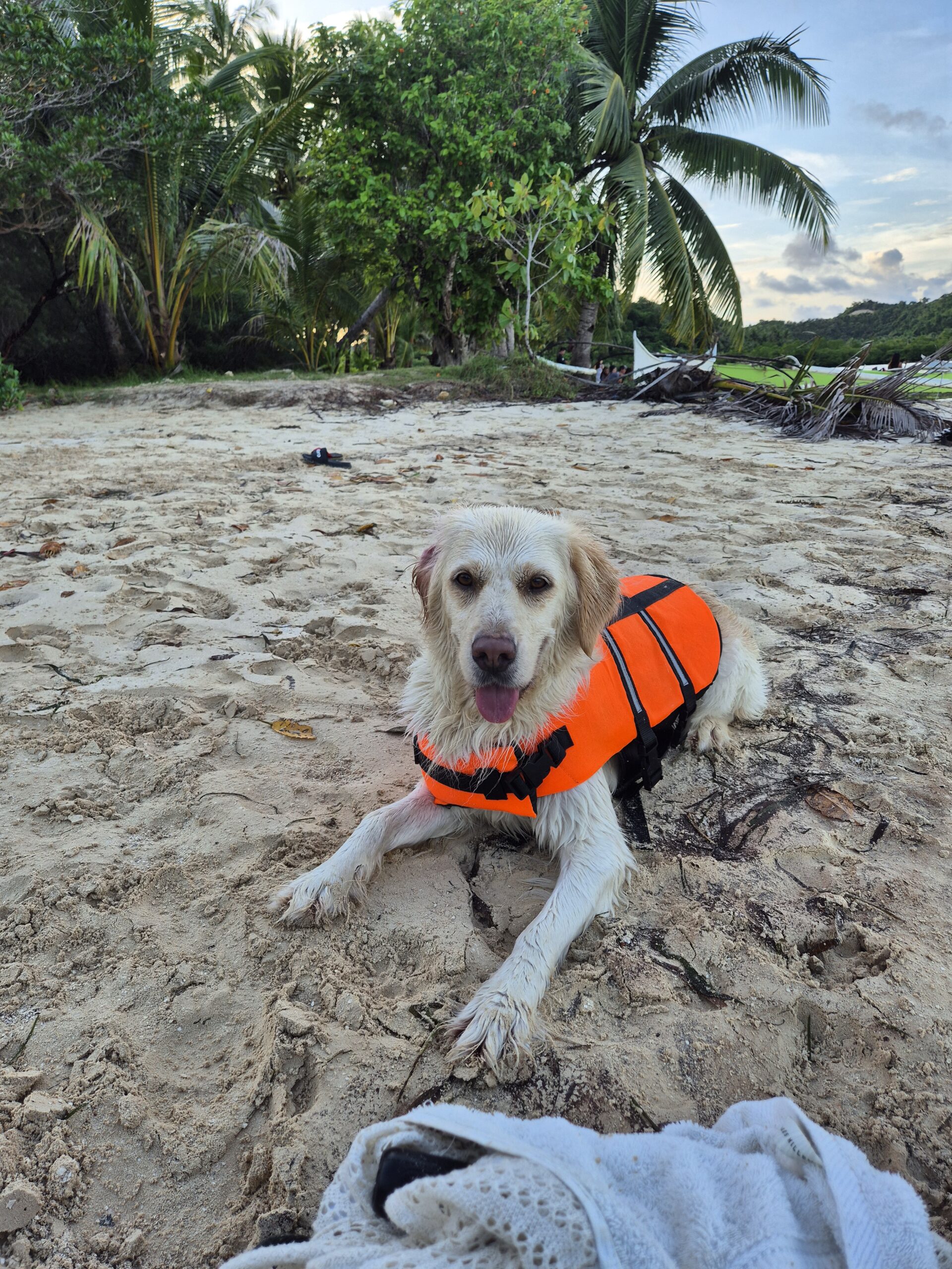 hond Filipijnen