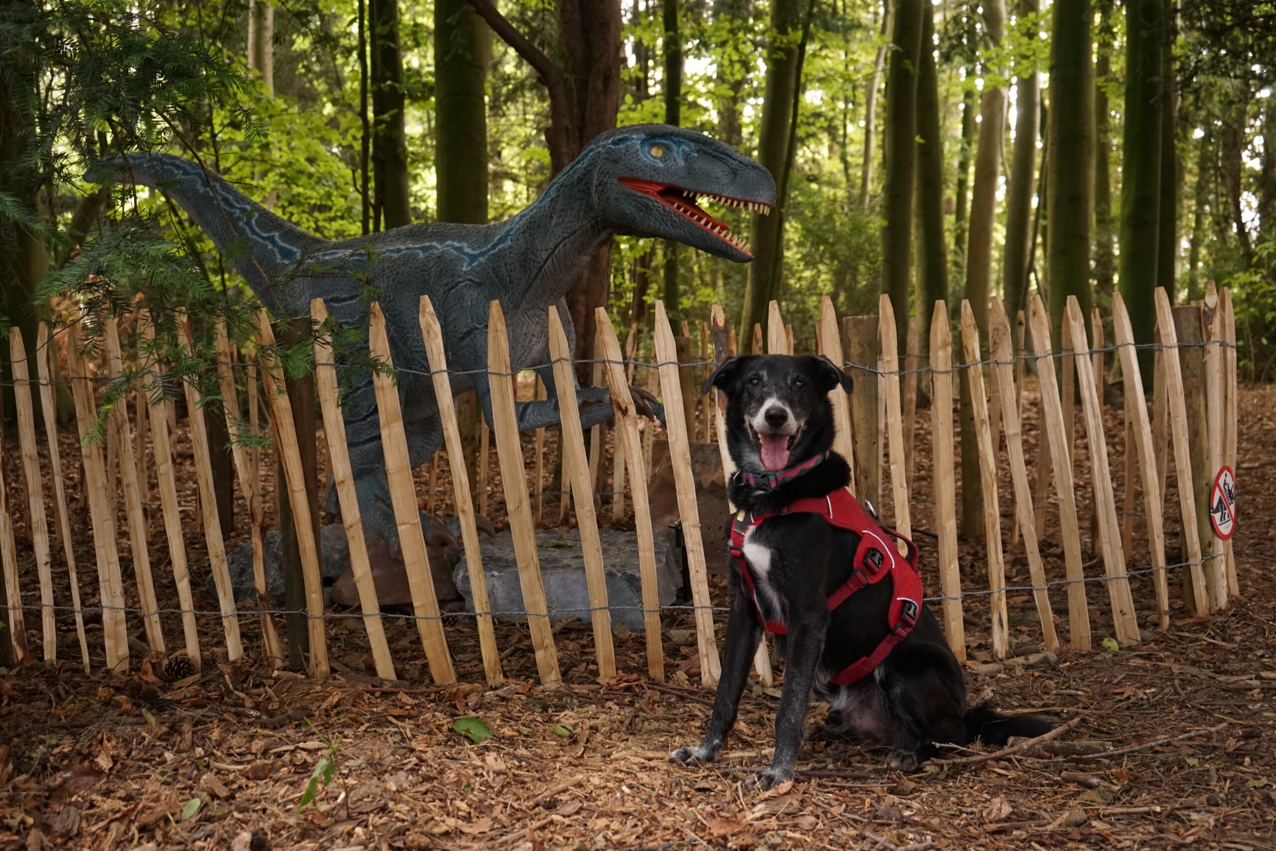 hond jurassic park