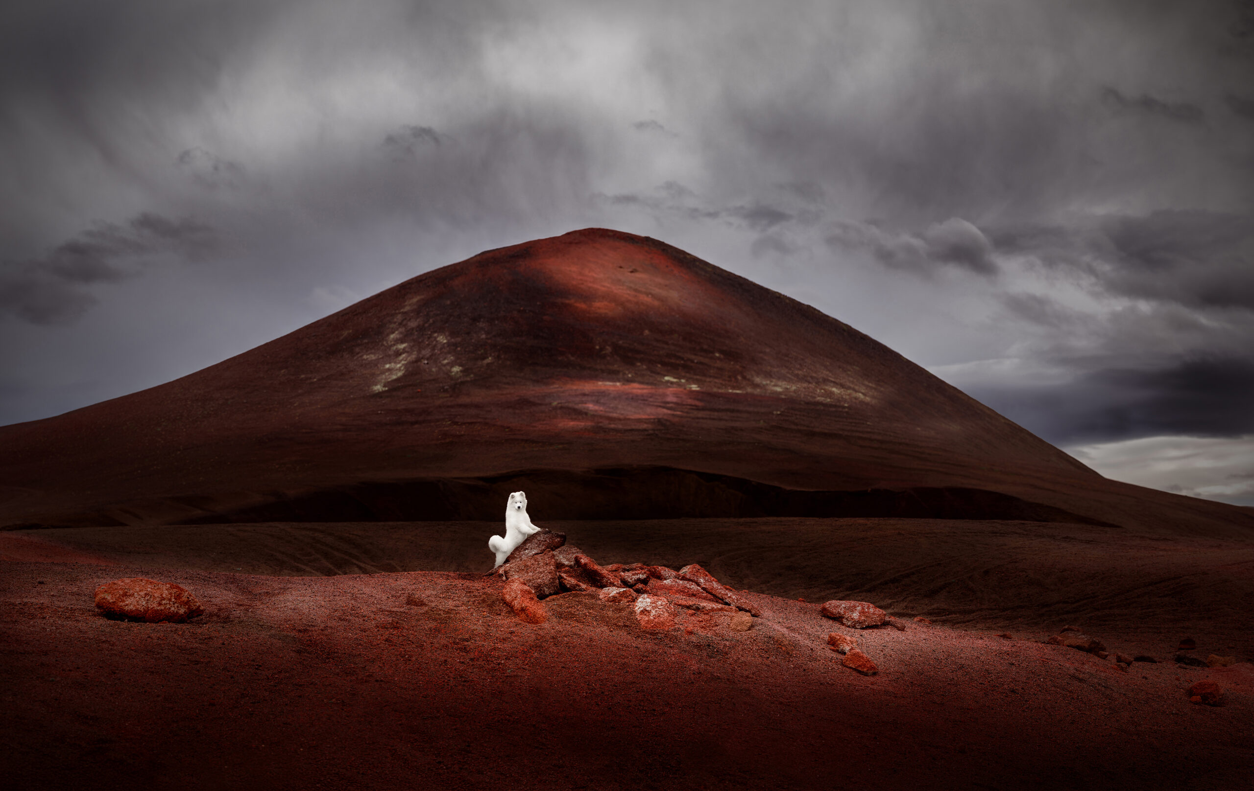 Fotograaf combineert landschaps- en hondenfotografie en wint internationale award